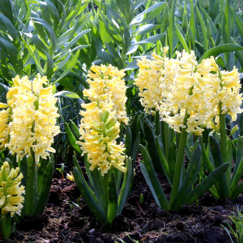 Jacinthe jaune