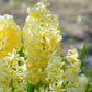 Jacinthe jaune