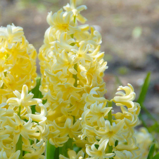 Jacinthe jaune