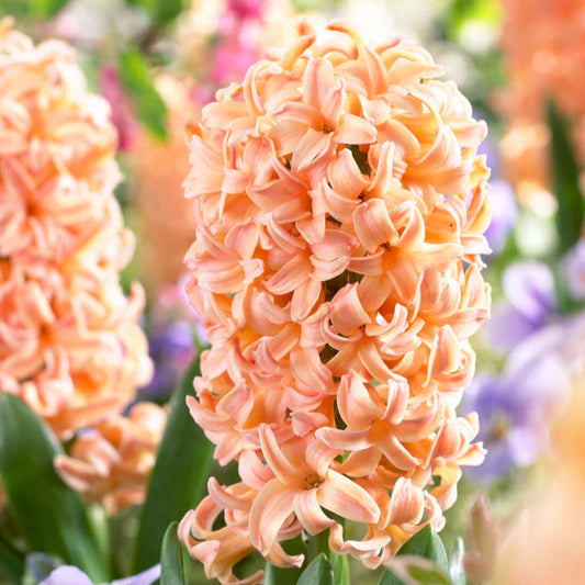 Jacinthe orange