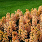 Jacinthe orange