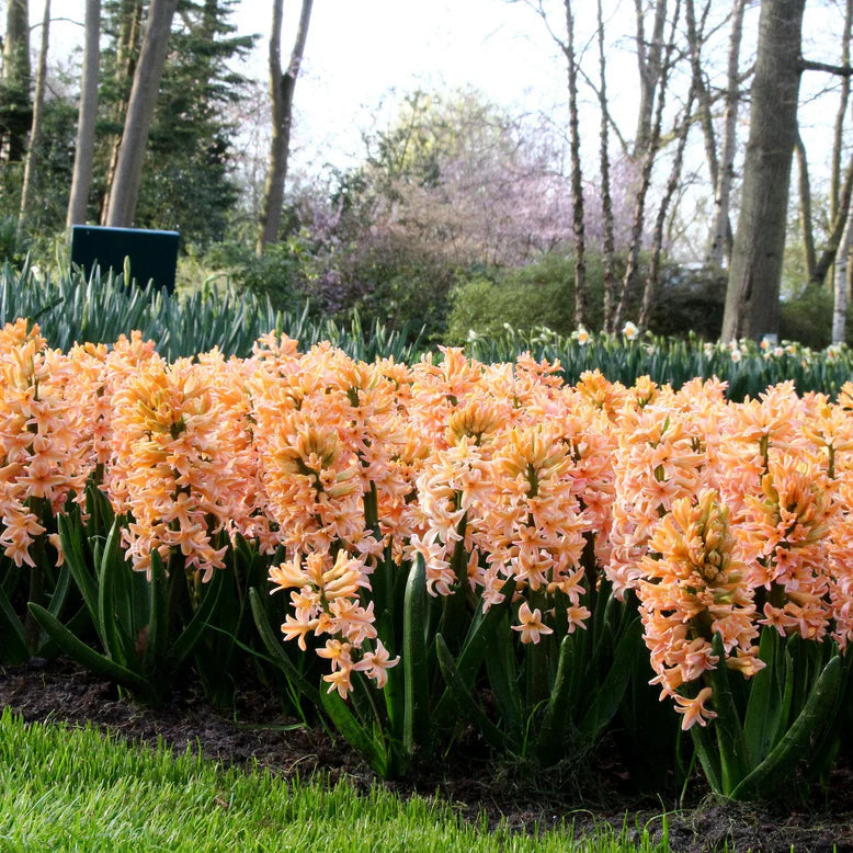 Jacinthe orange