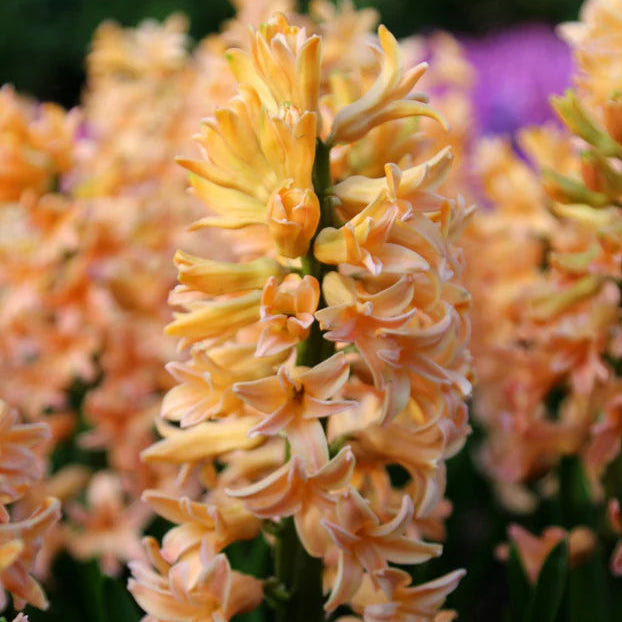 Jacinthe orange