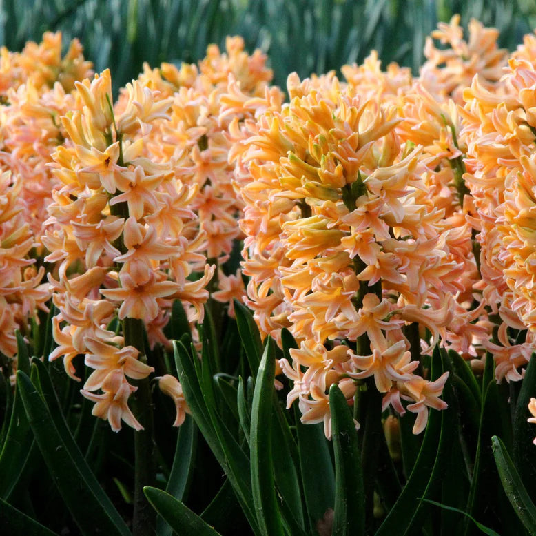 Jacinthe orange