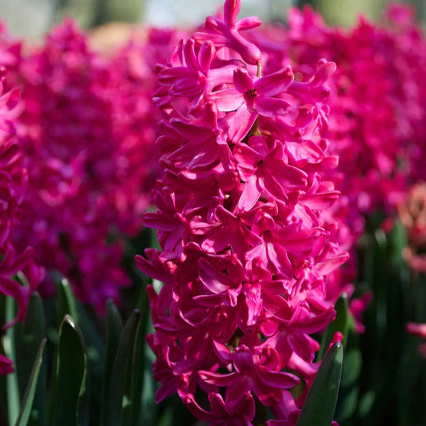 Jacinthe Rouge Image