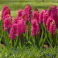 Jacinthe Rouge