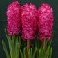 Jacinthe Rouge