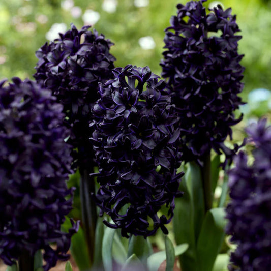Jacinthe violet