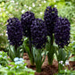 Jacinthe violet