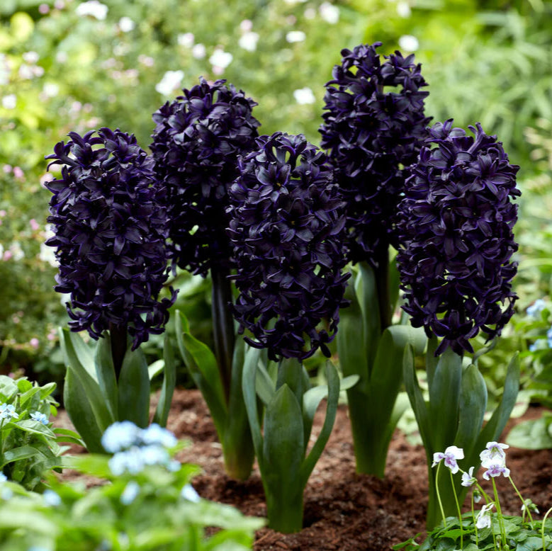 Jacinthe violet
