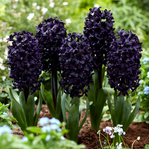 Jacinthe violet