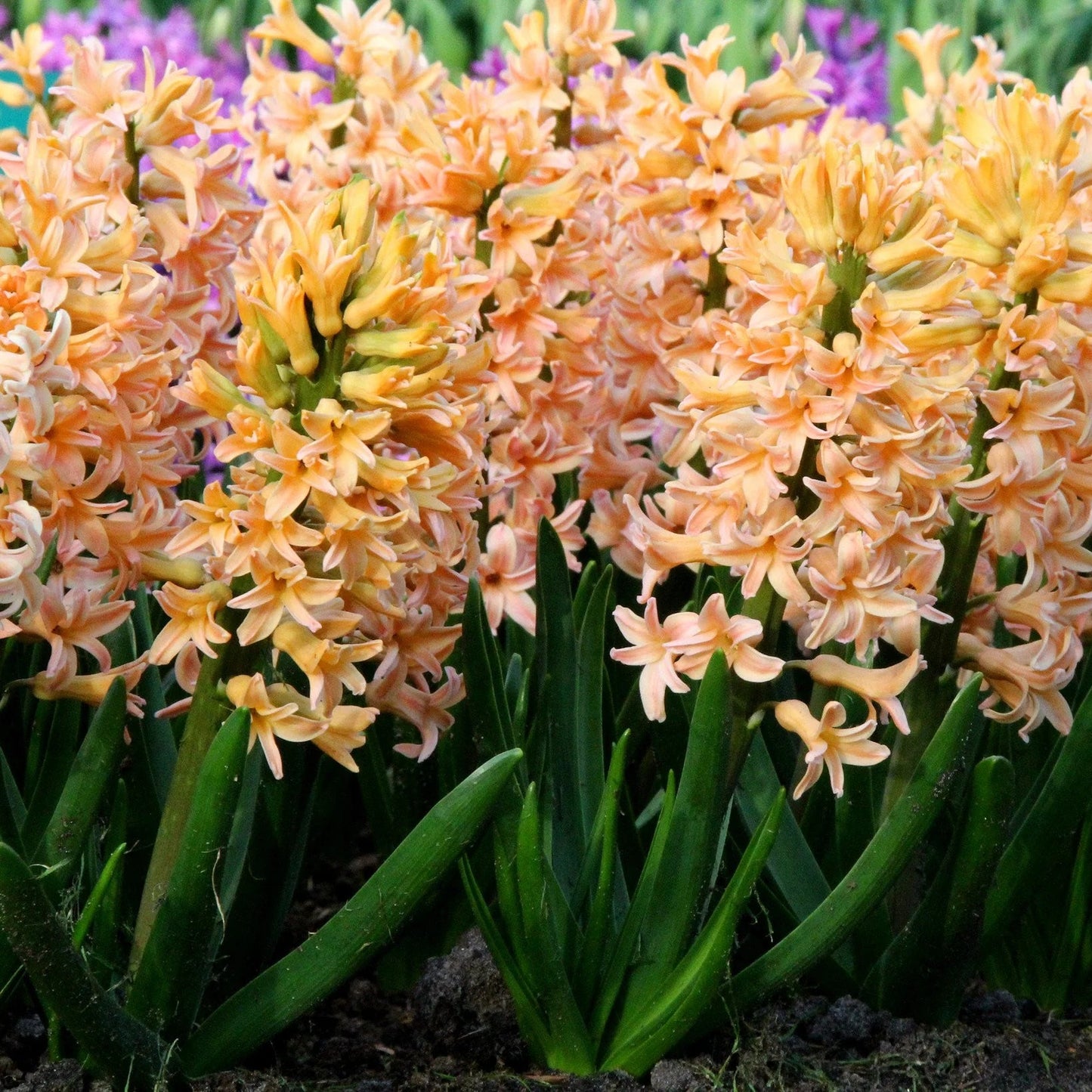 Jacinthe orange