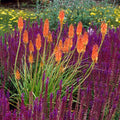 kniphofia torch lily
