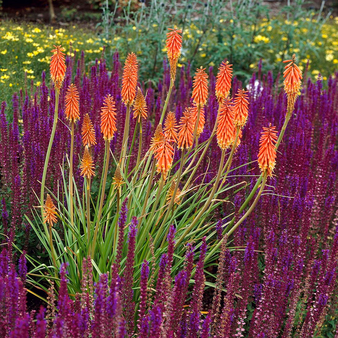kniphofia torch lily Imagen