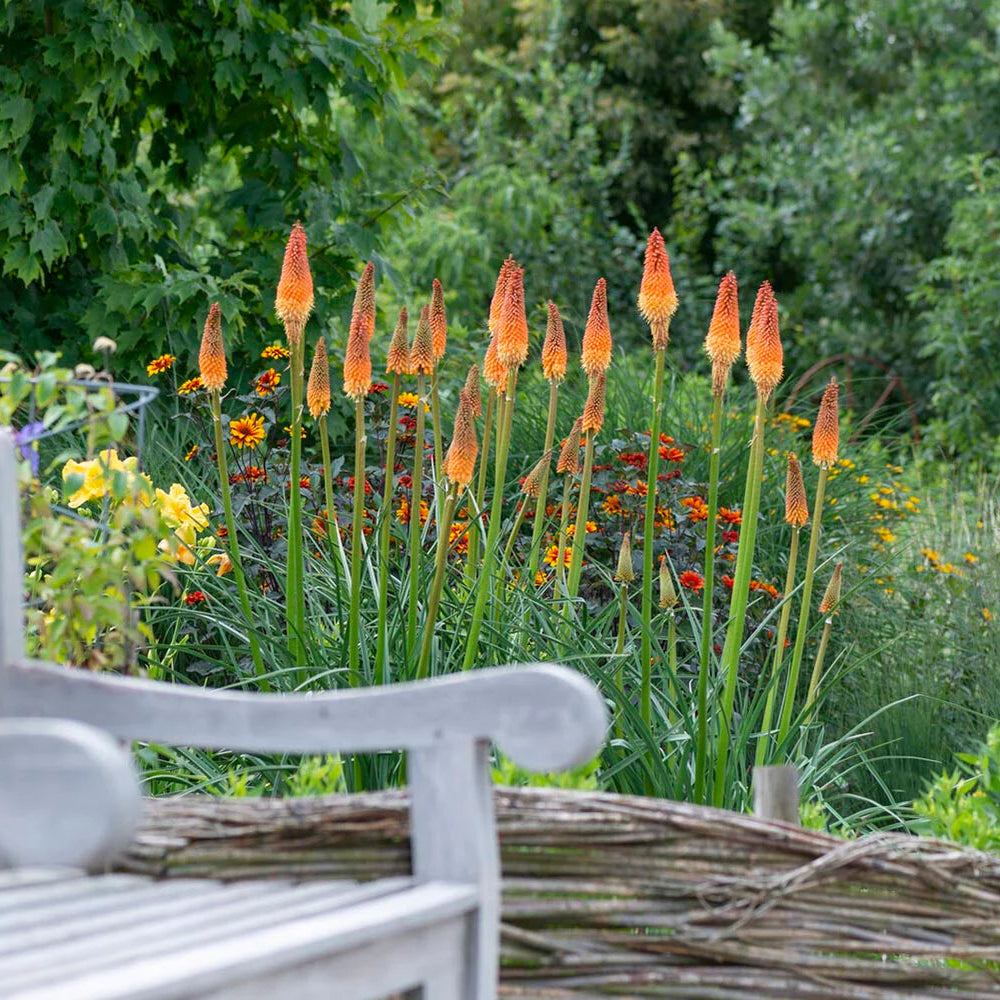 kniphofia torch lily