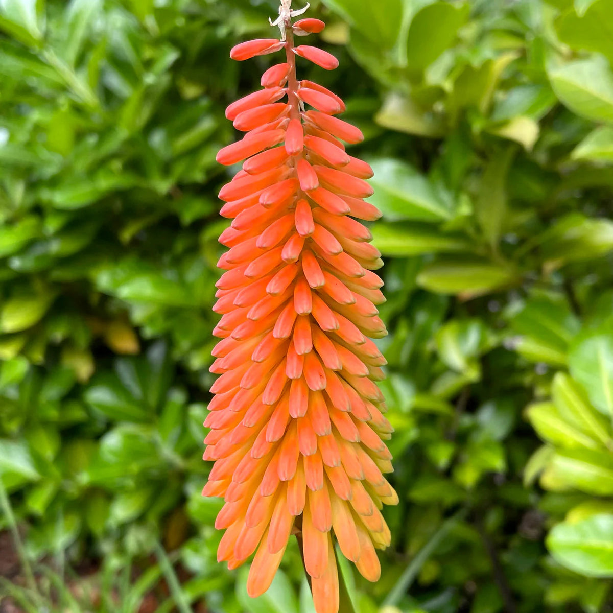 kniphofia torch lily