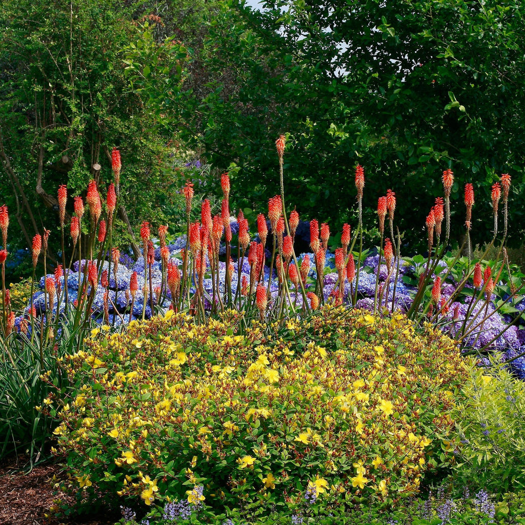 kniphofia torch lily