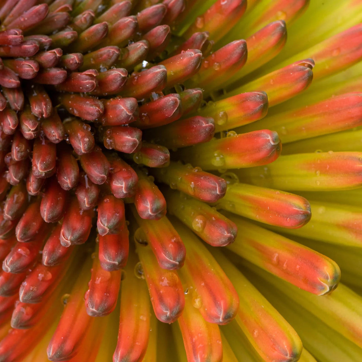 kniphofia torch lily