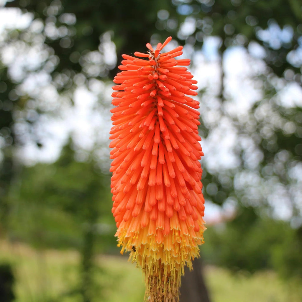 kniphofia torch lily