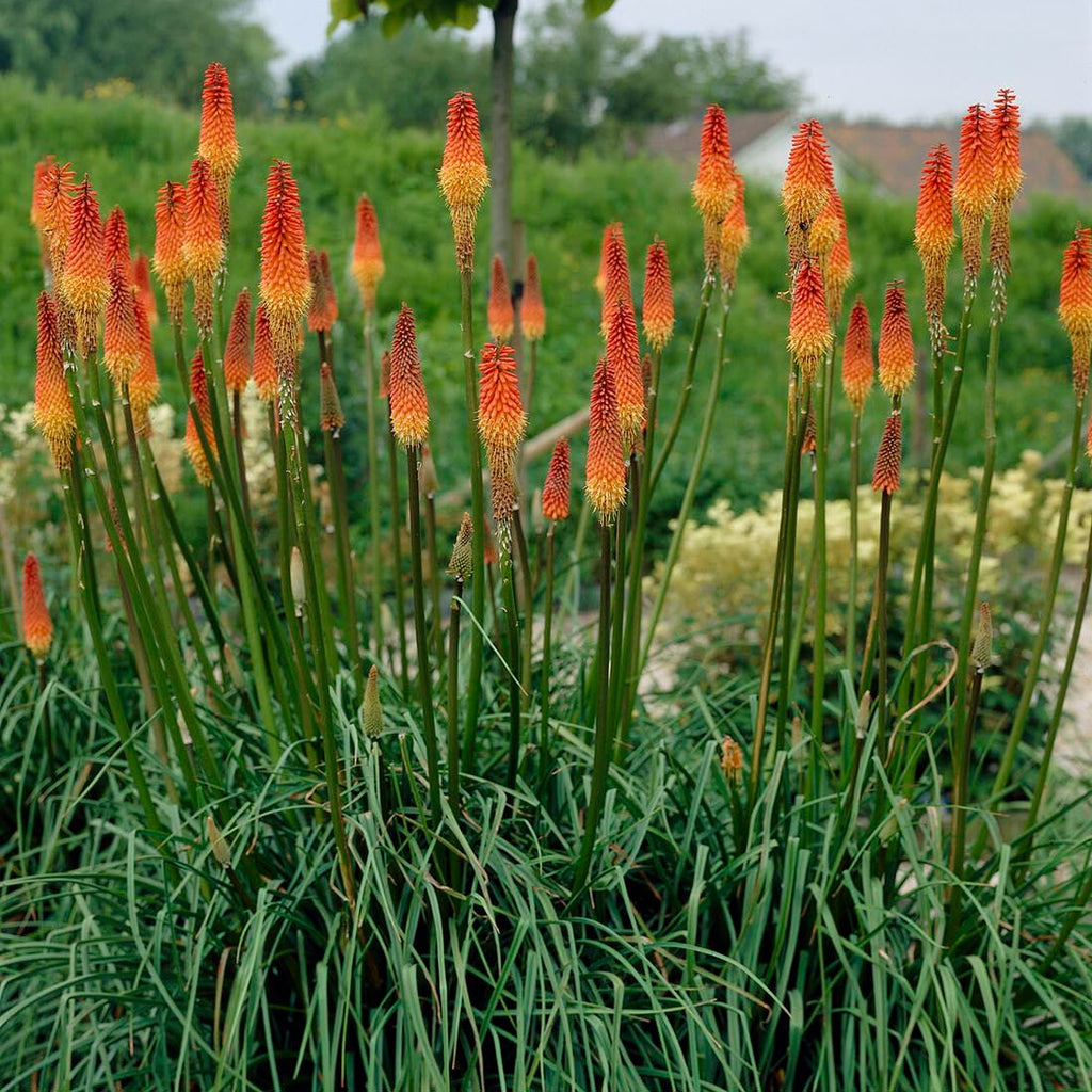 kniphofia torch lily