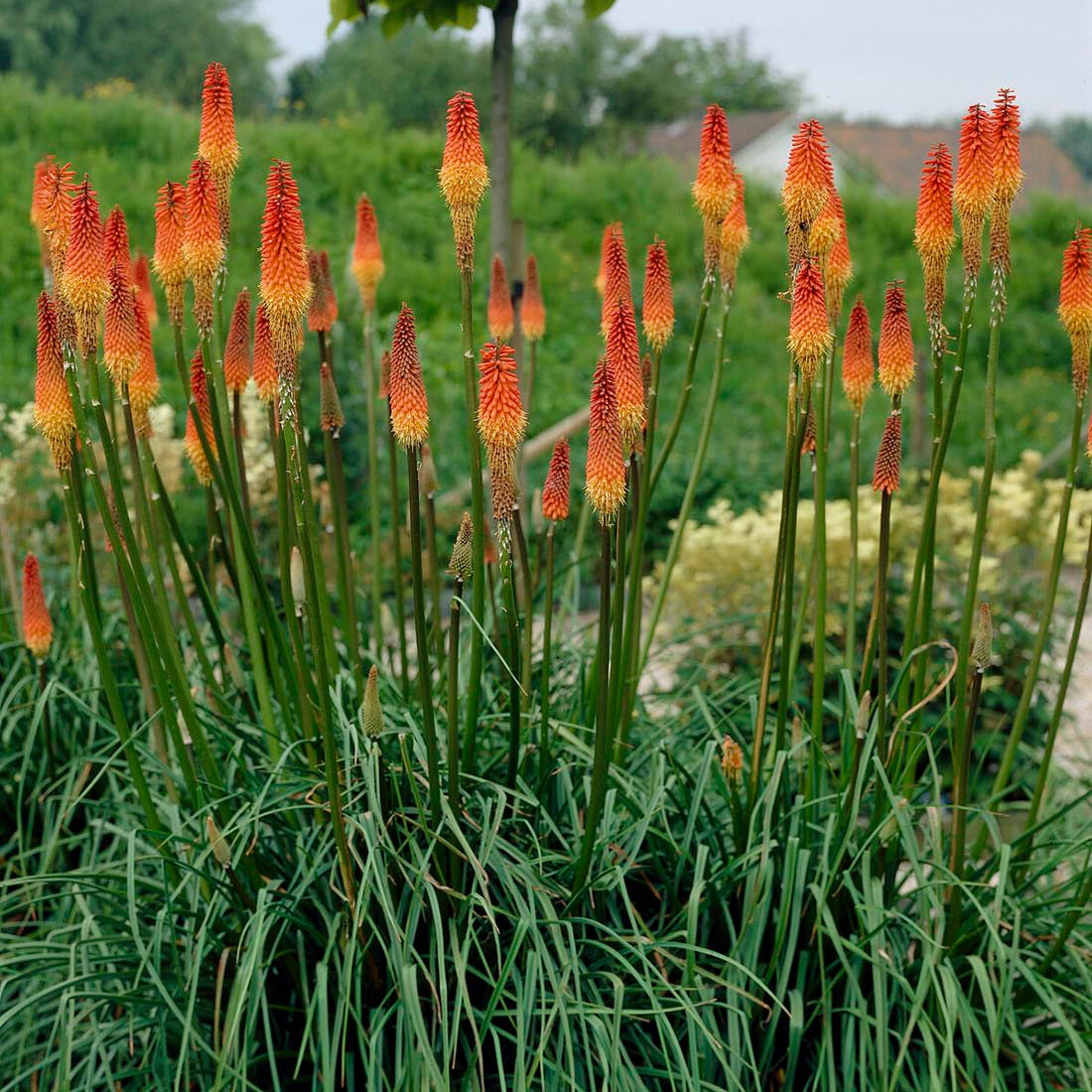 kniphofia torch lily