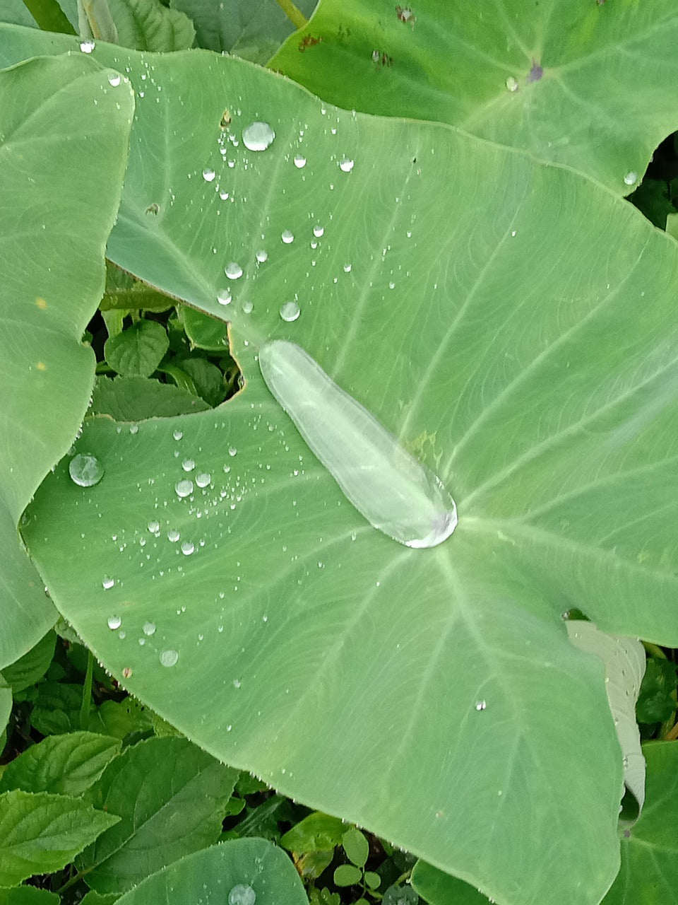 Colocasia Esculenta