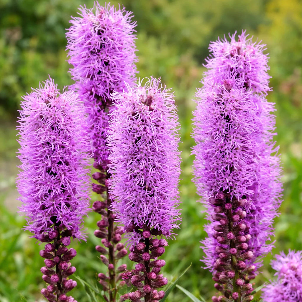 Liatris Blazing Star​