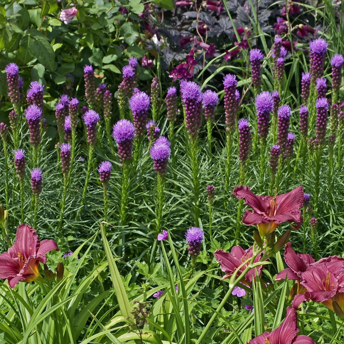 Liatris Blazing Star​