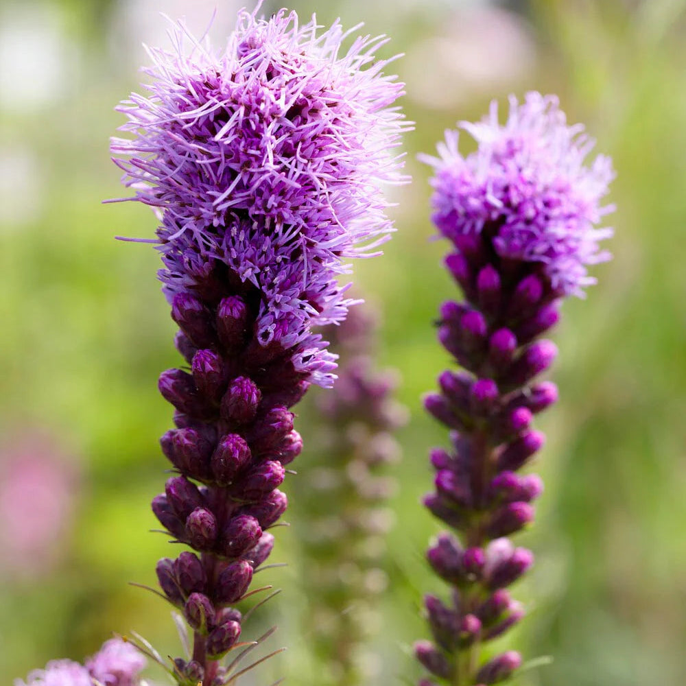 Liatris Blazing Star​