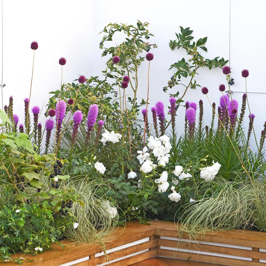 Liatris Blazing Star​