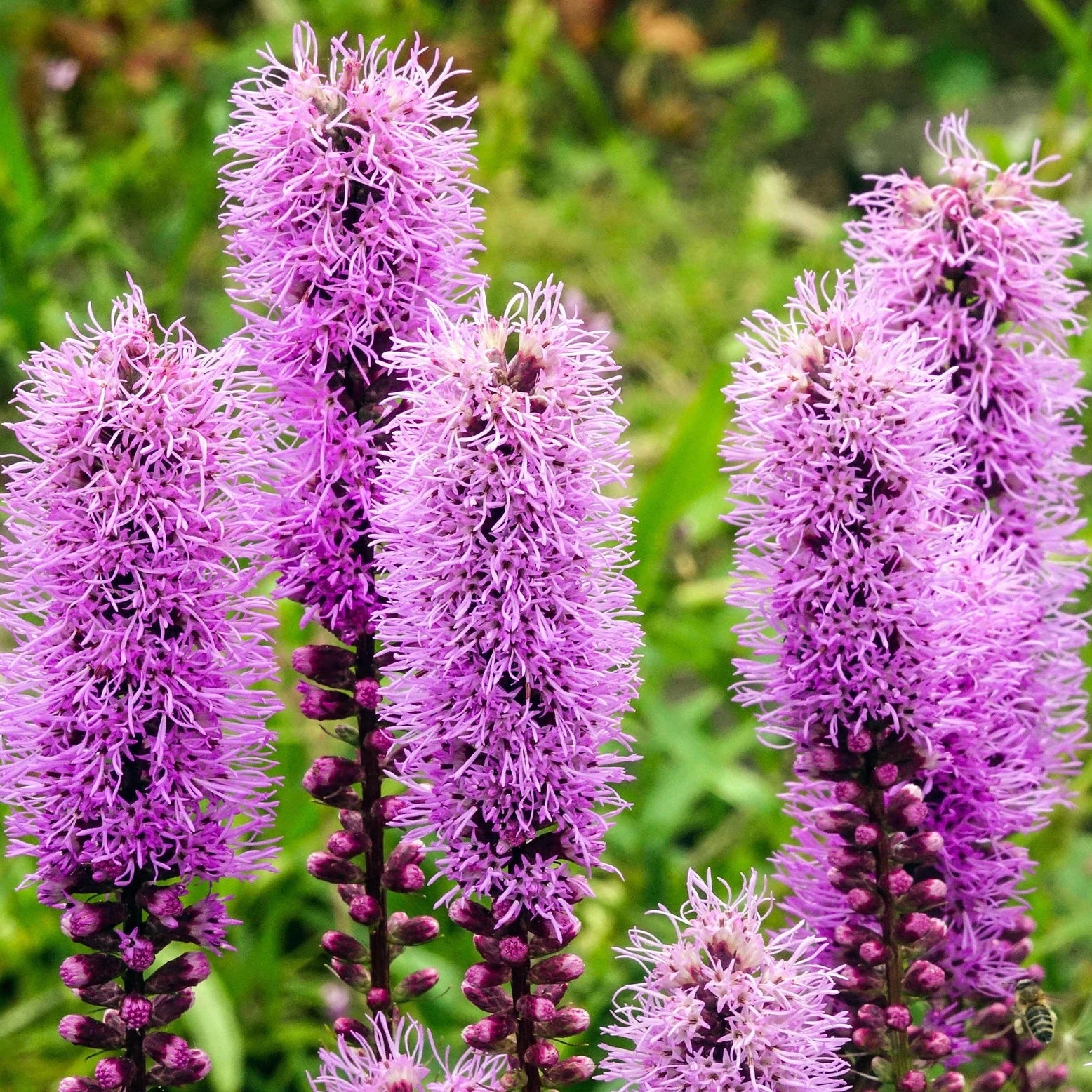 Liatris Blazing Star​ Imagen