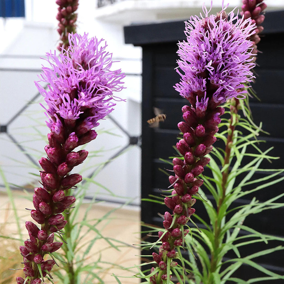 Liatris Blazing Star​