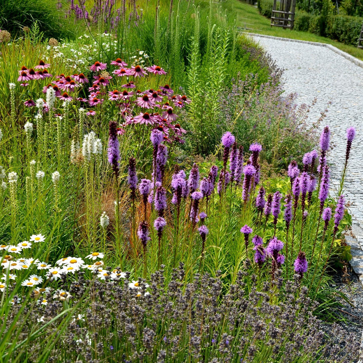Liatris Blazing Star​