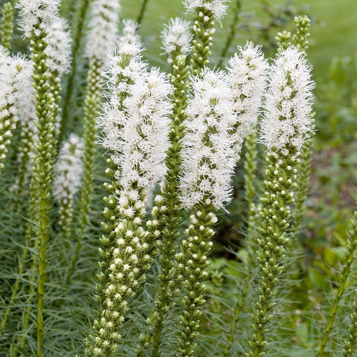 liatris-spicata-alba