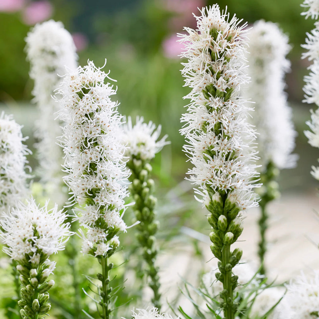 liatris-spicata-alba