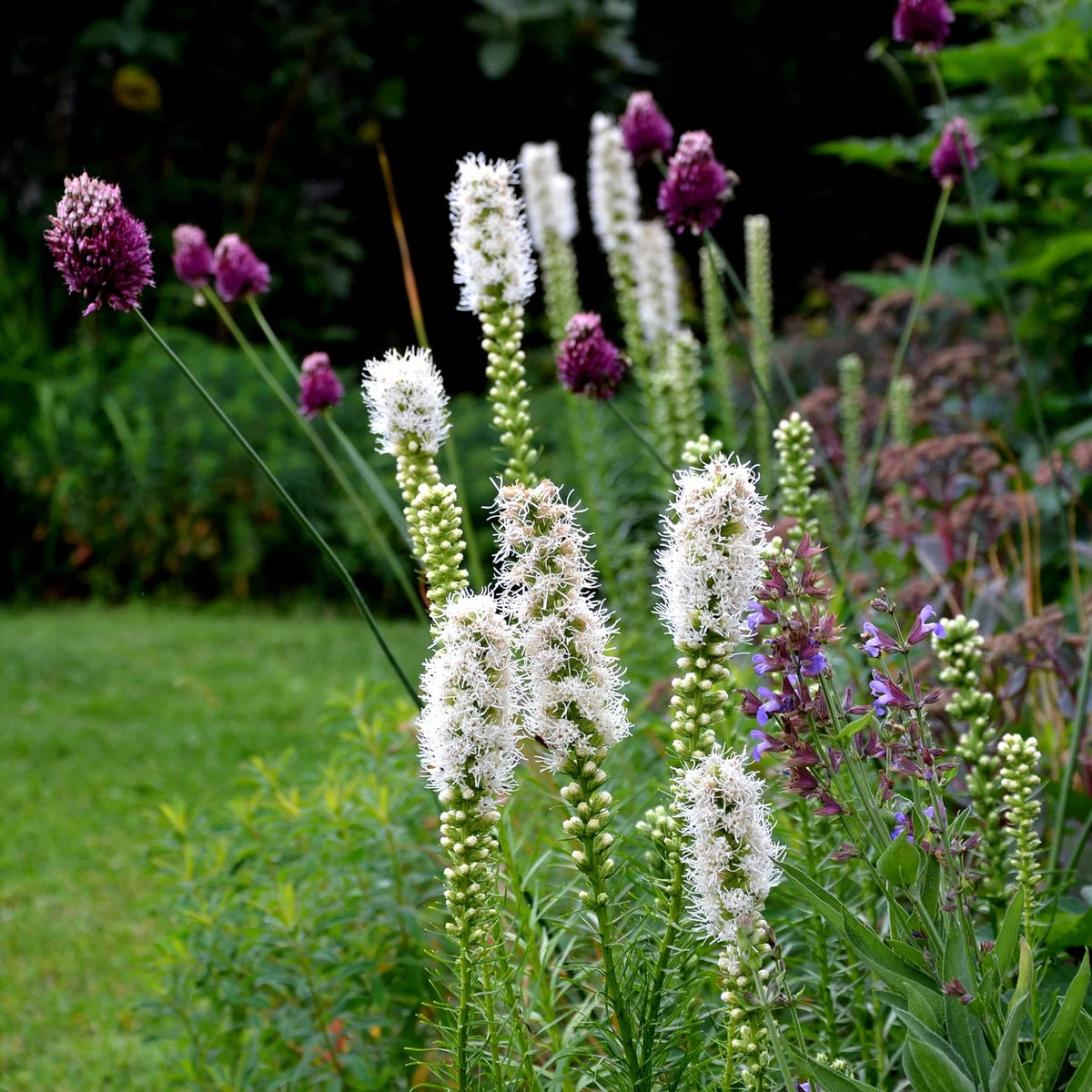 liatris-spicata-alba