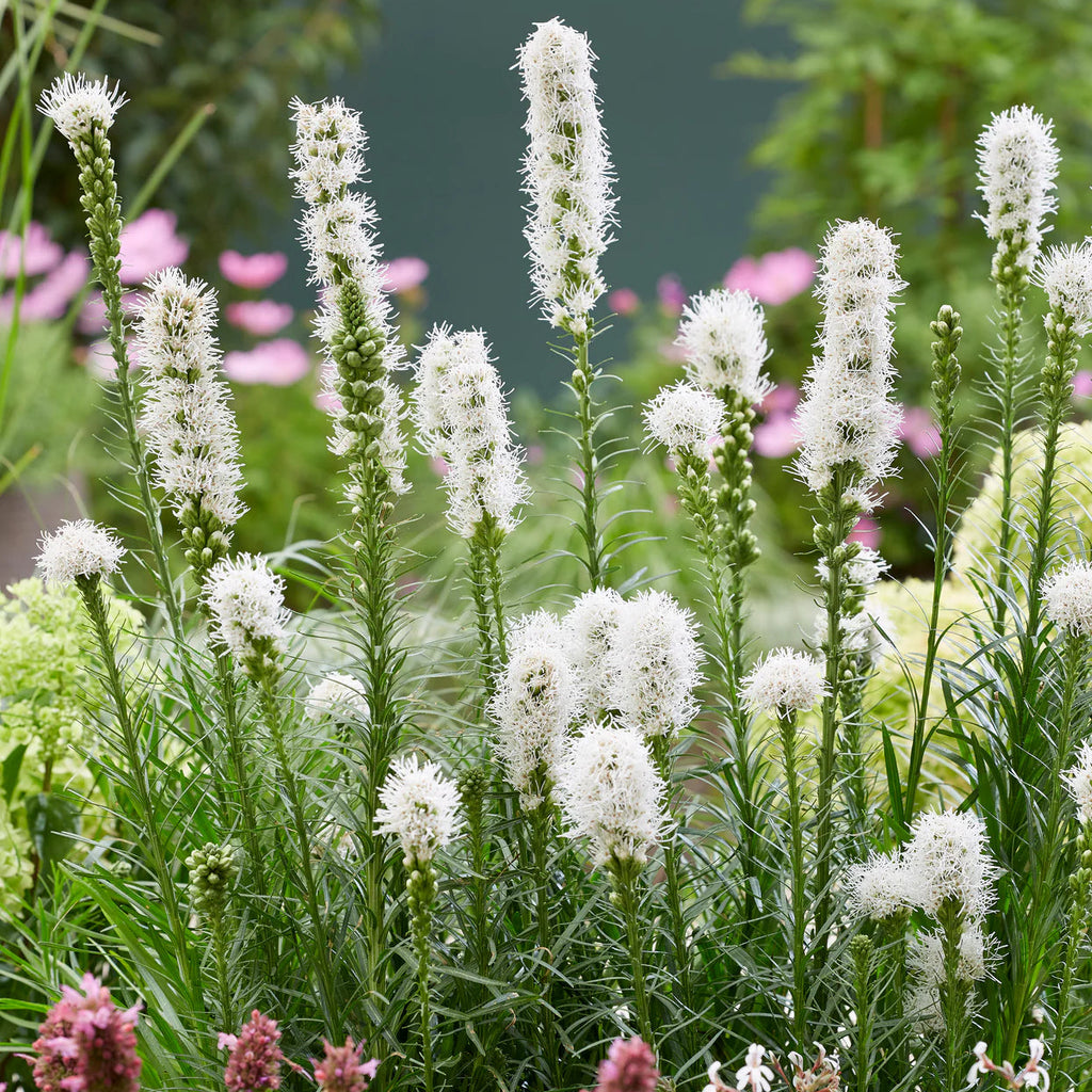 liatris-spicata-alba