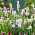 liatris-spicata-alba