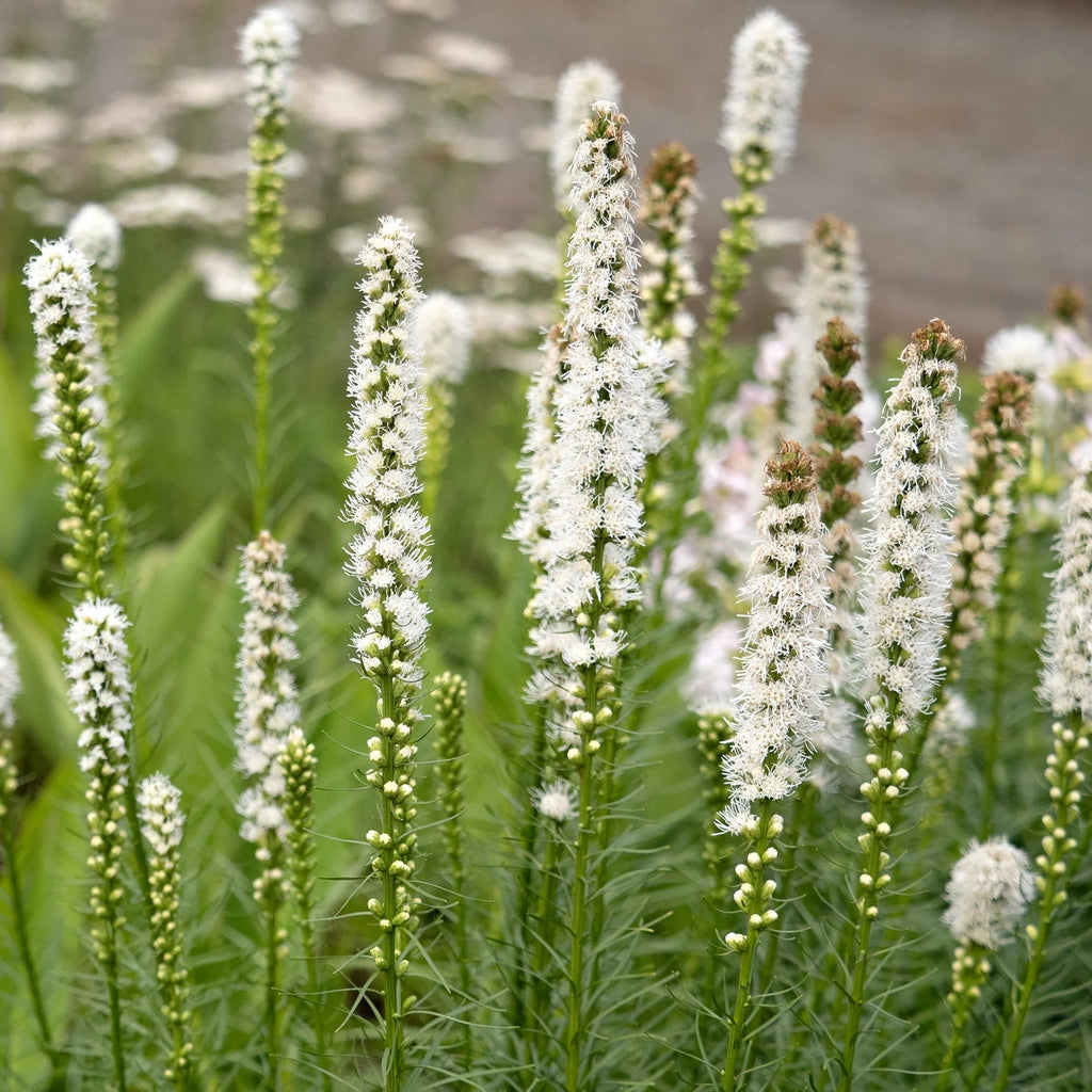 liatris-spicata-alba