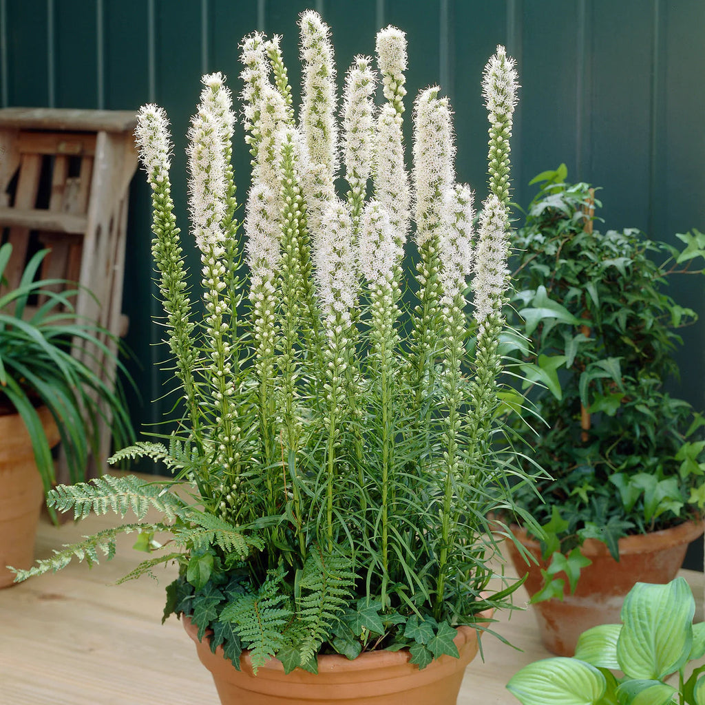 liatris-spicata-alba
