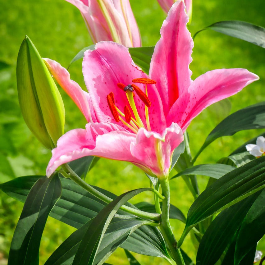 Lirio 'Stargazer'