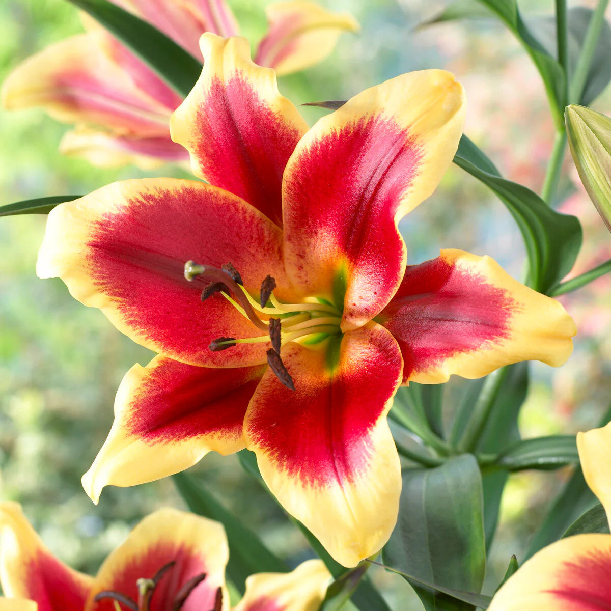 lys-forever-linda Image