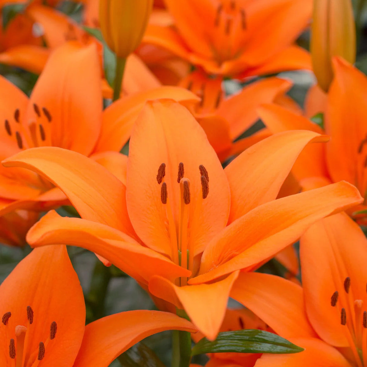 lys-orange-county