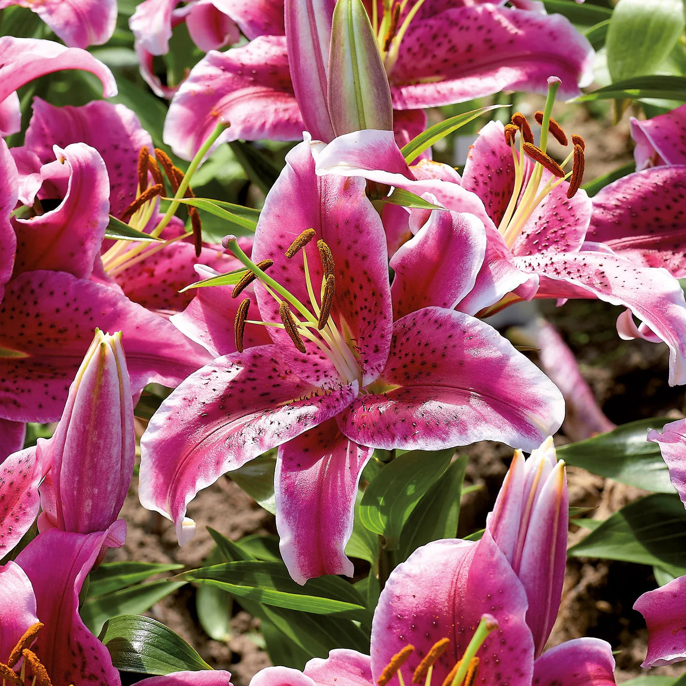 lys-stargazer Imagen
