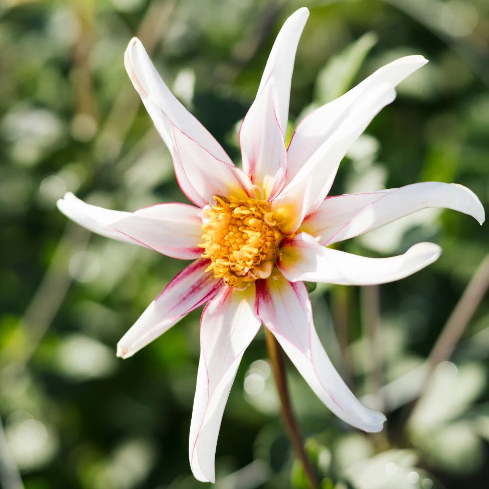 Dahlia Honka Rose