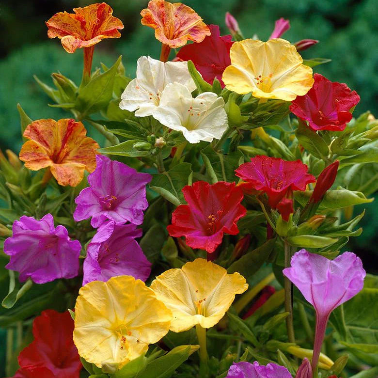 Mirabilis Jalapa