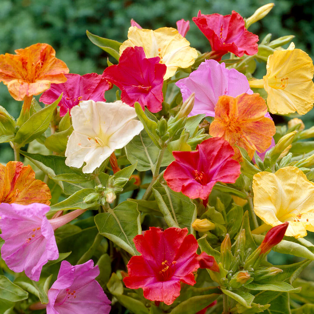 Mirabilis Jalapa