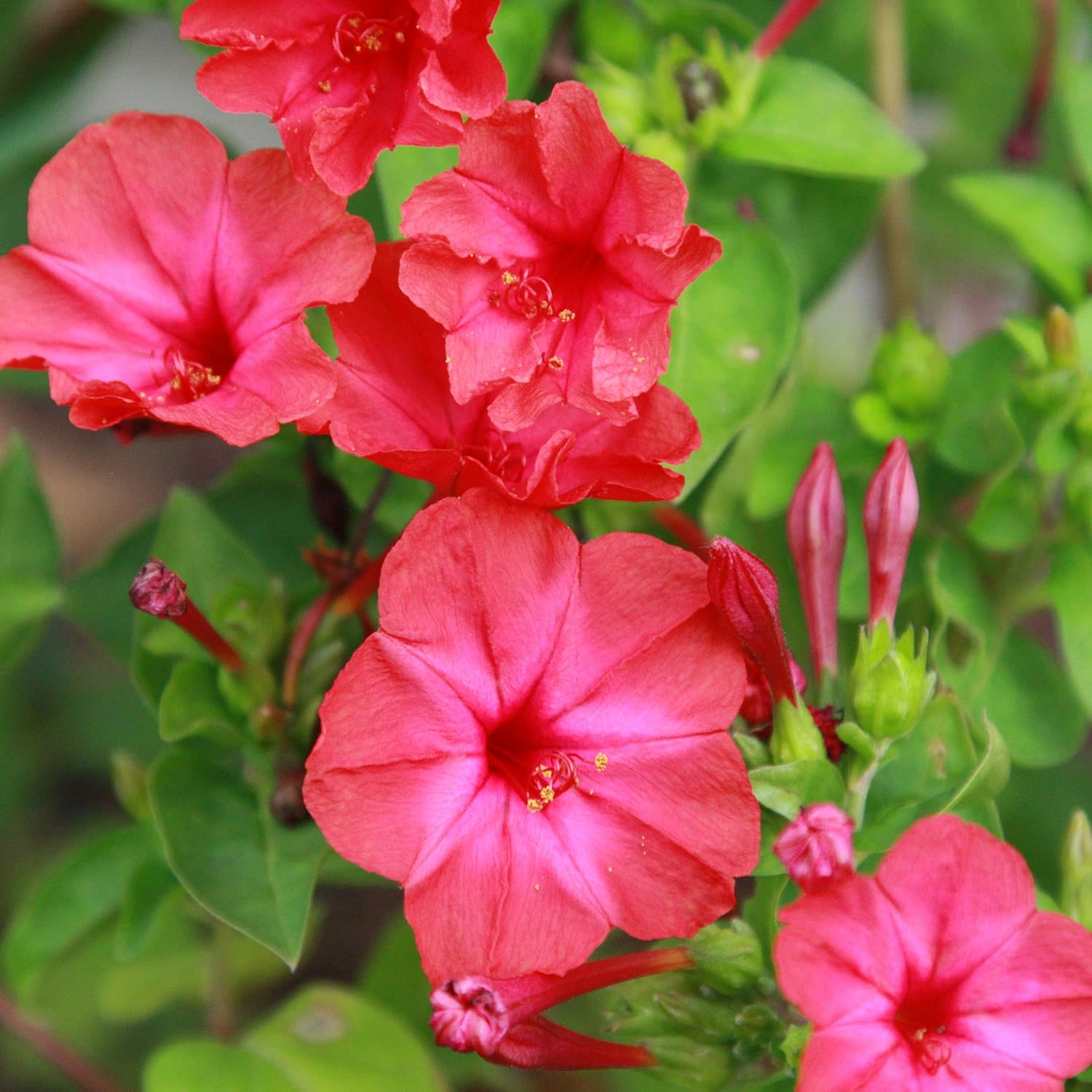 Mirabilis jalapa