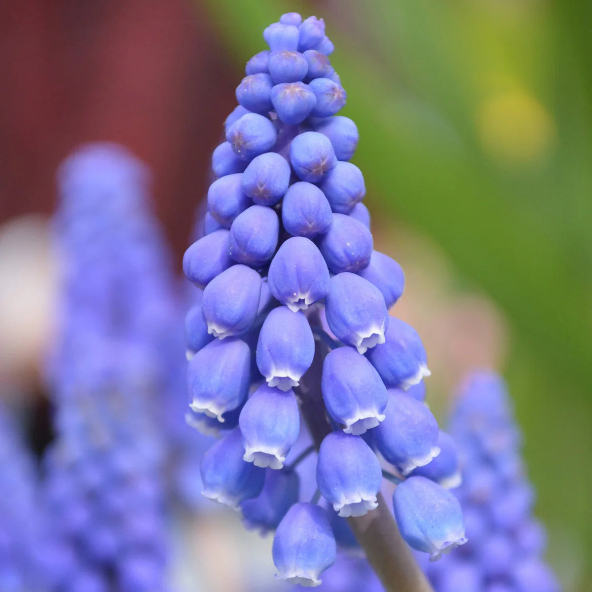 Muscari bleu