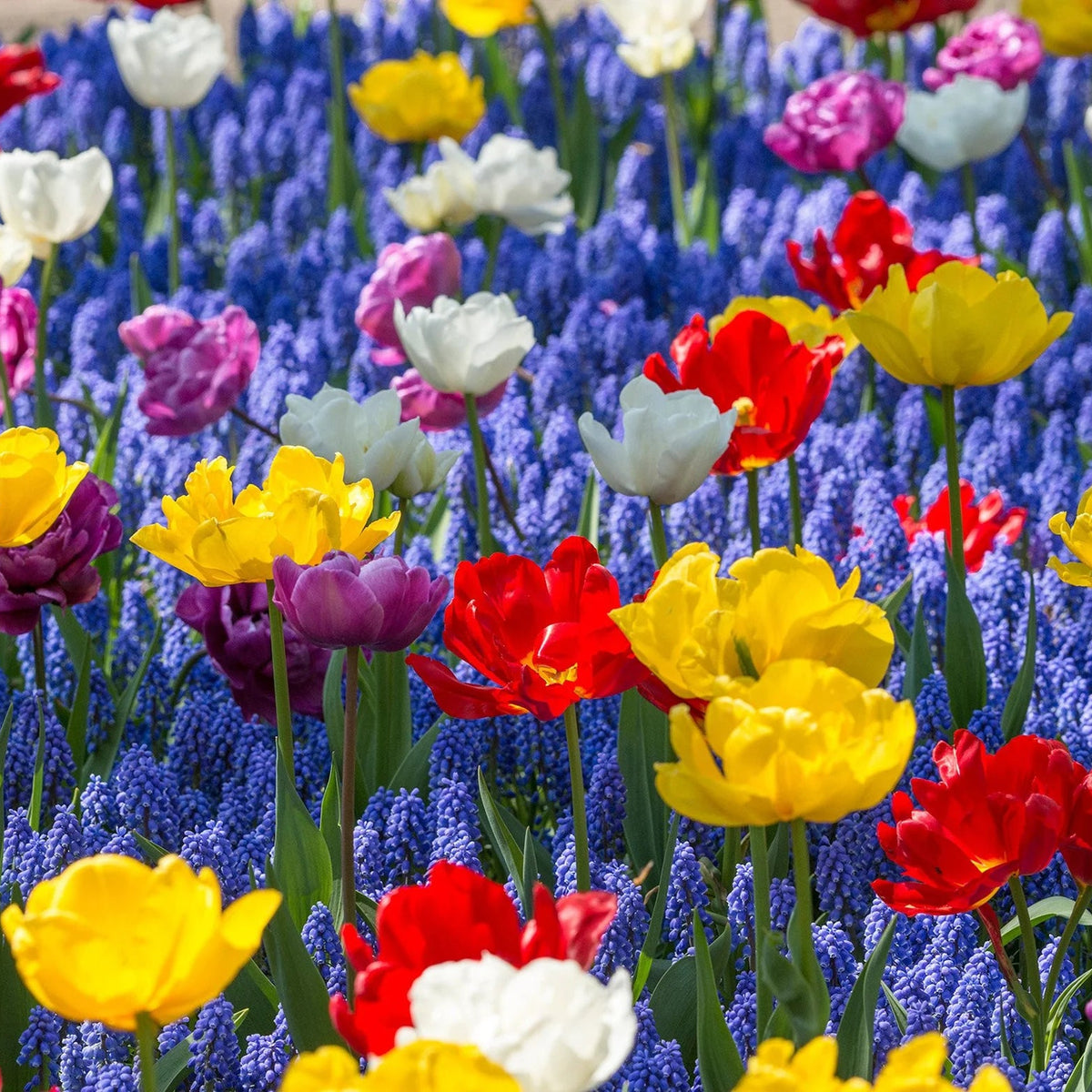 Muscari bleu